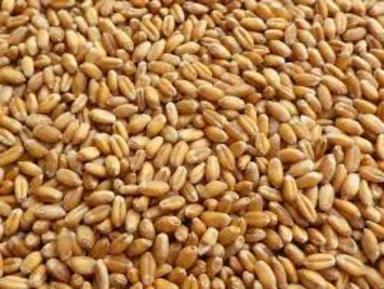 Brown Natural Organic Wheat Grain