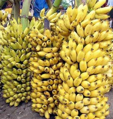 Organic Fresh Yellow Ripened Bananas