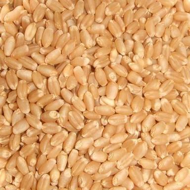 Common Whole Wheat Grains Seeds