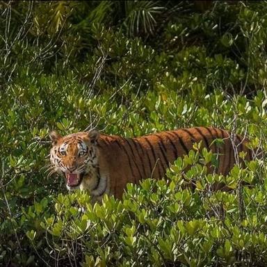 Sundarban Tour Package Services