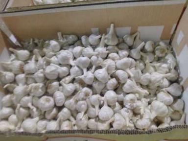 Export Quality Fresh Garlic Shelf Life: 12 Months