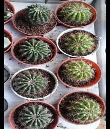 Green Desert Cactus Plant 