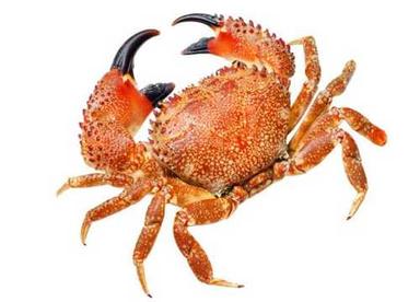 Healthy And Nutritious Frozen Sea Crab