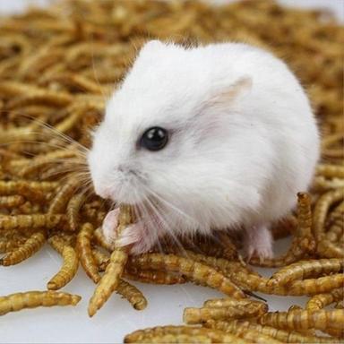 High Protein Dried Mealworms For Animal Food Pet Food Grade: Top Grade