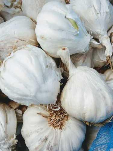 Preserved Natural White Fresh Garlic