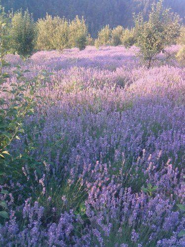 Kashmir Lavender Essential Oil Age Group: All Age Group