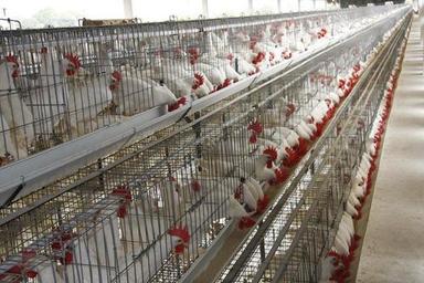 Steel Fine Finishing Poultry Cages