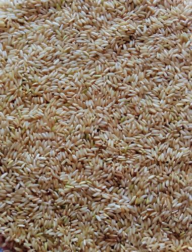 Common Long Grain Natural Brown Rice