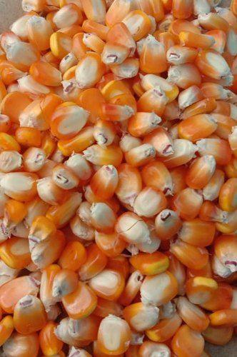Common High In Protein Yellow Corn