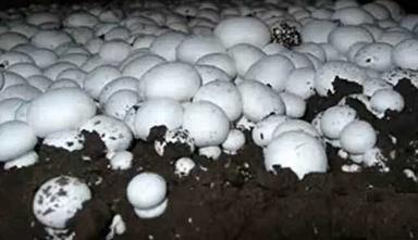 Organic Fresh White Button Mushroom