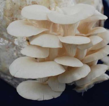 White Fresh Natural Oyster Mushroom, Protein: 3.1 G / 100 G