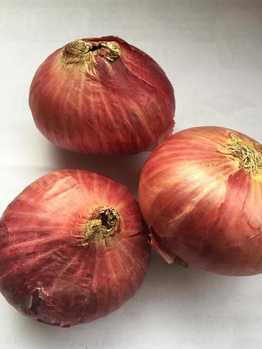 Big Size Red Onion Moisture (%): 5