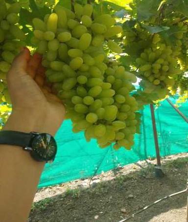 ताजे हरे अंगूर फल उत्पत्ति: भारत 