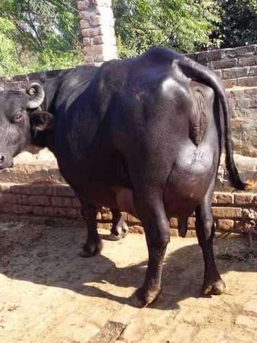 Jet Black Murrah Buffalo For Best Quality Milking