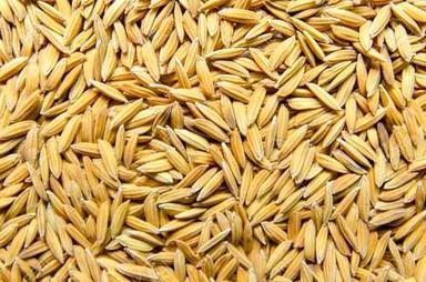 Common Organic Medium Grains Paddy Rice 