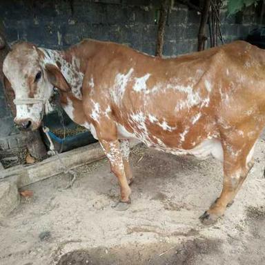 Spotted High Milk Yielding Gir Cow