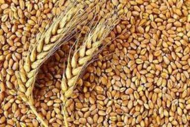 Brown Highly Nutritional Organic Wheat
