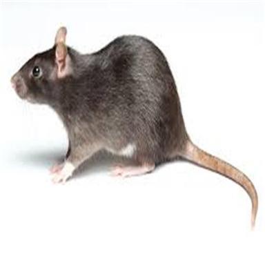 Vidit Rat Control Services