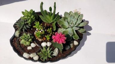 Green Decorative Succulent And Cactus Plants With Ceramic Pot