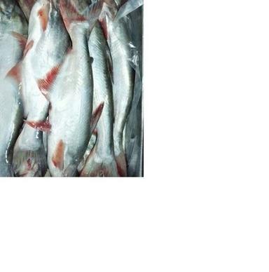 Silver Frozen Whole Pangasius Fish