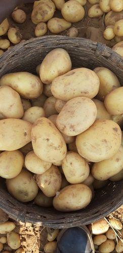 Round Fresh Vegetable Pukharaj Potato