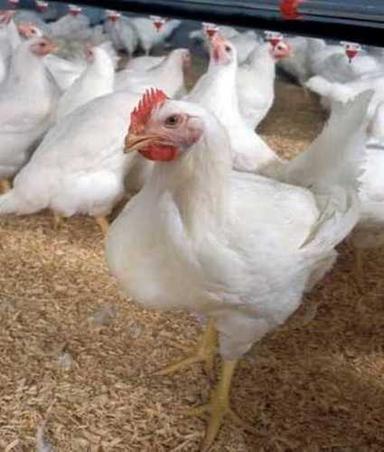 Natural Pure And Healthy Poultry Chickens