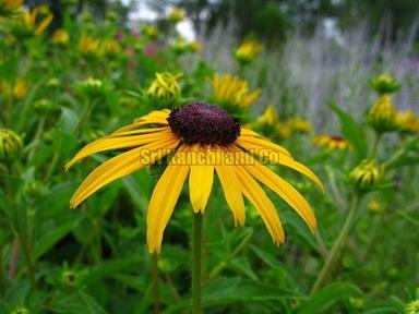 Fresh Yellow Daisy Flower