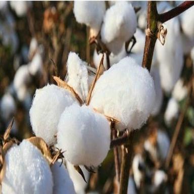 Anti-Bacteria Natural White Raw Cotton