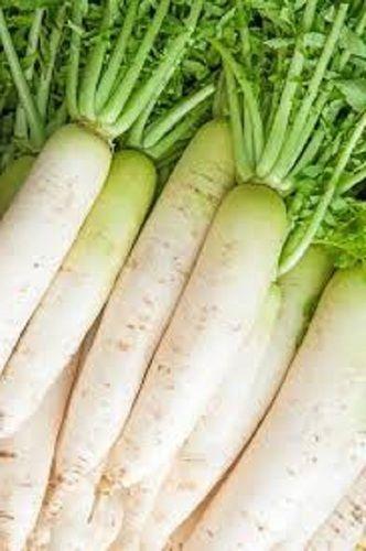 Rich Taste White Radish