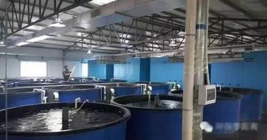 Recirculatory Aquaculture System For Fish Farming Size: Various