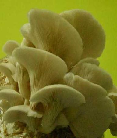 Creamy Fresh Organic Oyster Mushroom