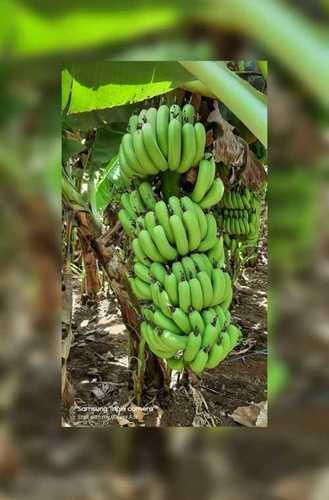 Green Wholesale Price Raw Banana