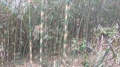 Wholesale Price Natural Green Bamboo Size: Multiple