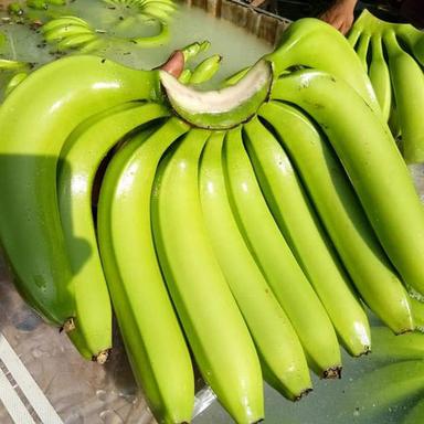 Fresh Green Cavendish Bananas Origin: India