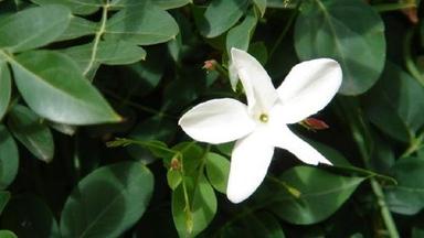 Herbal Medicine Flowering Hormone