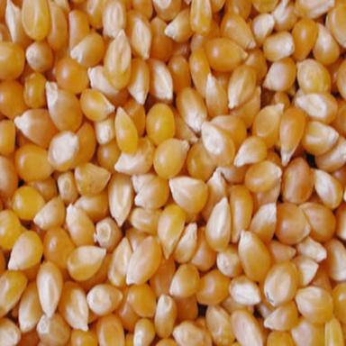 Yellow Dried Corn Non-Gmo Broken Ratio (%): 0%