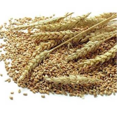 Normal Adulteration Free Wheat Grain