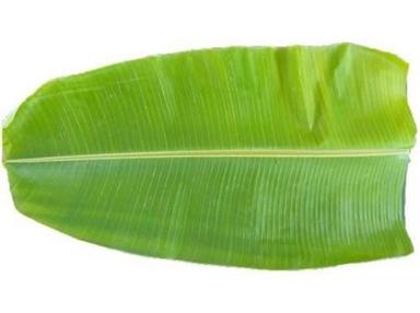 Green Fresh Banana Leaf For Food Serving