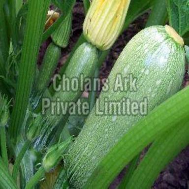 Fresh Green Zucchini For Cooking Preserving Compound: Cool And Dry Place