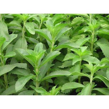 Green Hybrid Herbal Stevia Plant