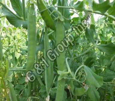 Fresh Green Peas For Cooking Preserving Compound: Cool And Dry Place