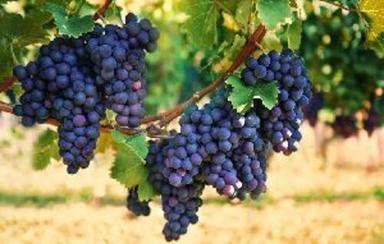 Organic Fresh Black Grapes Fruits