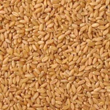 Hard Organic Wheat Grain