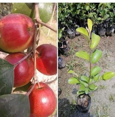 हरा लाल सेब बेर का पौधा