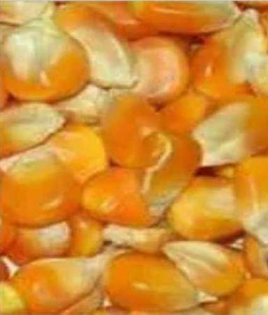 Common Maize (Yellow And Orange) Corn
