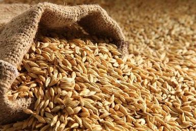 Natural Barley Seeds With All Nutrition