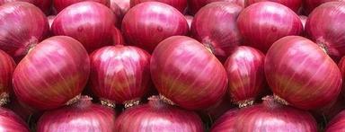 Chemical Free Fresh Onions Moisture (%): Natural