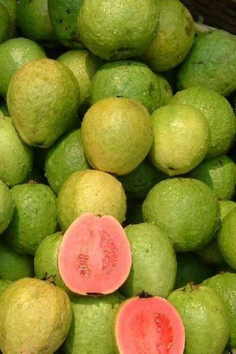 Organic Fresh Green Guava Fruits