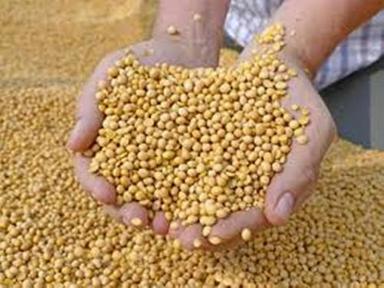Impurity Free Soy Bean Crop Year: 2019-20