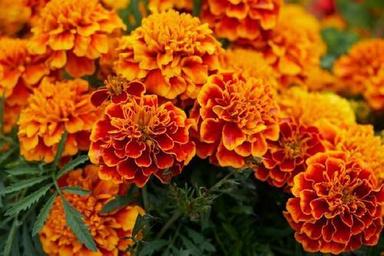 Orange Fresh Marigold Flower For Decoration
